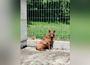 Babsi Mischling Hündin sucht Zuhause oder Pflegestelle