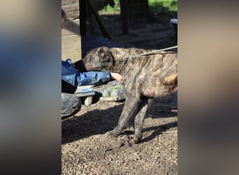 Jackpot - ein majestätischer Doggen-Mix sucht sein Königreich