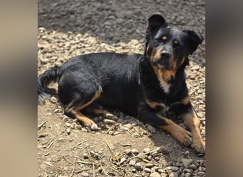 Kleiner FIDO sucht sein Zuhause!