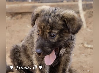 Fiona und Fineas suchen ab Anfang August ein Zuhause
