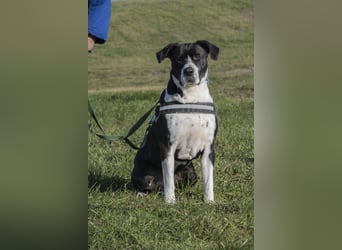 Mozes-SI– Spezieller Hund sucht spezielle Menschen!