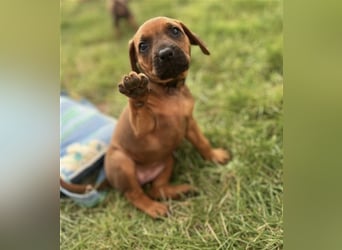 Reinrassige Rhodesian Ridgebackwelpen suchen ein liebevolles zu Hause