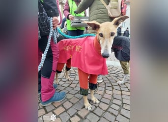 Nando ist bereits auf Pflegestelle in Österreich