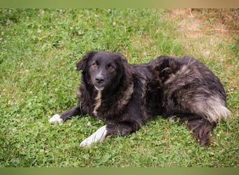 FRIEDA – sanfte Hündin sucht ihr ruhiges Zuhause