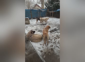 4 Junghunde suchen noch ein liebevolles und schönes Zuhause