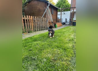 Diese süßen Australian Shepherd Fellnasen