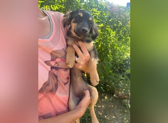 Cassie, geboren 03.2025, 31cm sucht ihre Menschen