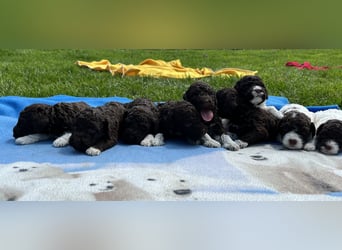 Lagotto Romagnolo, Welpen von ausgezeichneter Qualität