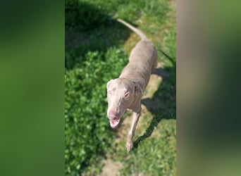 Vaiana – eine sanfte Weimaraner-Hündin