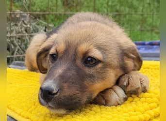 Fellschnute ♥Fina♥ sucht ihr großes Glück