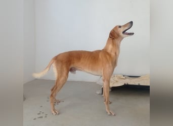 LOGAN-liebevoler,  freundlicher, menschenbezogener, traumhafter Familienhund sucht schönes  Zuhause
