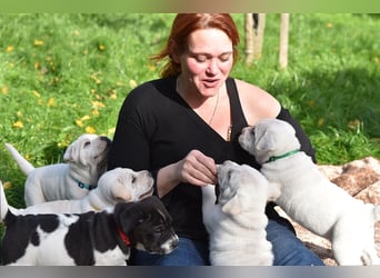 Shar-Pei x Labrador Mix Welpen stellen sich vor......