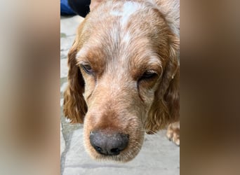 Toller Philipp sucht seine Familie!