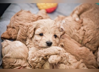 5 Wunderschöne Maltipoo-Welpen suchen ein neues, liebevolles Zuhause!