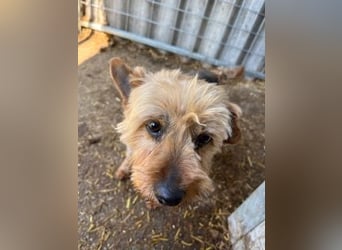 Lili, sehr lieber und ruhige Yorkie Dame, geb. 09/2019