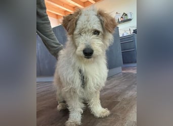 Lucky ❤️ wartet in 78247 Schlatt am Randen