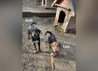 Leo - Jagdterrier Mix
