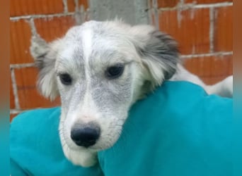 Tiara ❤️ aufgewecktes Husky-Mix Mädl