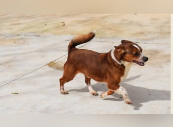 witziger, kleiner Kerl "Percy"