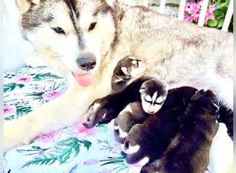 FCI Pedigree Blue Eyed Black & White Siberian Husky Champion Puppy