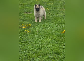 Wolfsspitz