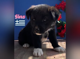 Sina,geb02/25,kleine Schmusemaus sucht Kuschelkörbchen