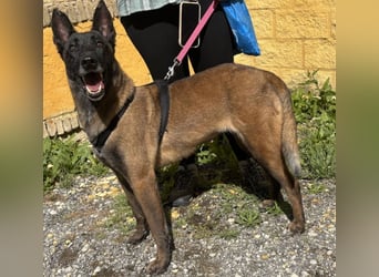 Liebenswerte Kuma