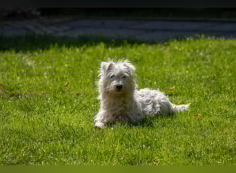 Bess, fröhlicher Westhighland White Terrier Welpe, geb. 2025
