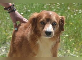 Vagabundo, einer von zwölf zurückgelassenen Hunden sucht ein neues Zuhause
