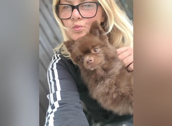 Lio - ist aktiv und liebt Ball spielen