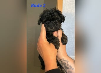 Rüde 2
