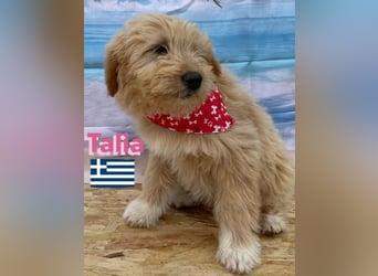 Talia, geb.01/25 - anhängliches Hundemädchen sucht ihre Familie