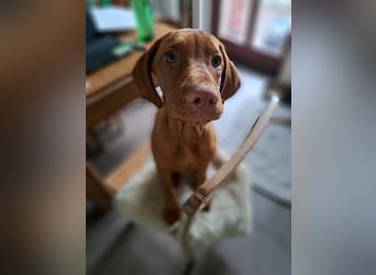 Magyar Vizsla Welpin Alva