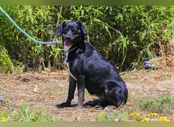 Joia, Mix Labrador / Appenzeller Sennenhund, lieb und sozial
