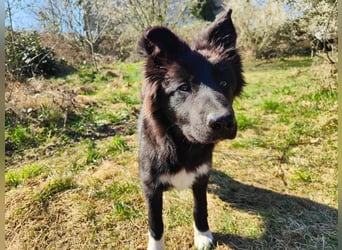6 Monate alter Jung_ Shollie: Intelligent, Stubenrein, lernbegierig...