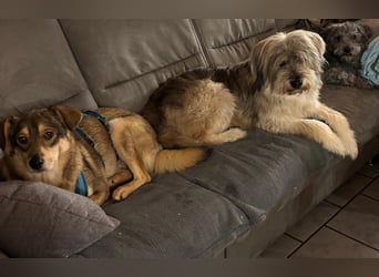 Liebevolles Zuhause für Zhuzhik gesucht