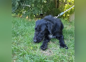 Betty wartet in 59510 Lippetal-Herzfeld