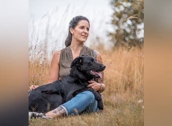 PAULI - Freundlicher Schäferhund sucht erfahrenes Zuhause