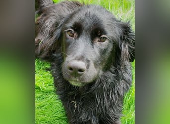 Herzenshund Golden Retriever Mix Jamie sucht sein Körbchen