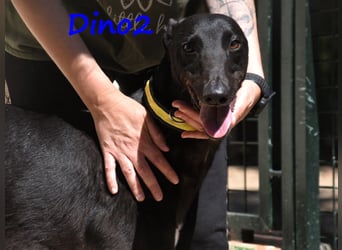 Dino2 03/2022 (ESP) - sehr verschmuster, aufgeschlossener und neugieriger Galgo Ingles!