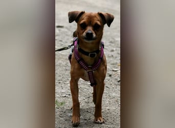 Kleine Lulu sucht großes Herz