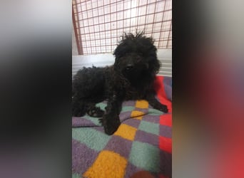 Guba-DG, Hütehund sucht Aufgabe!