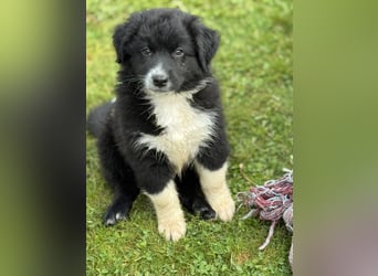 Australian Shepherd Welpen in  Black Bi