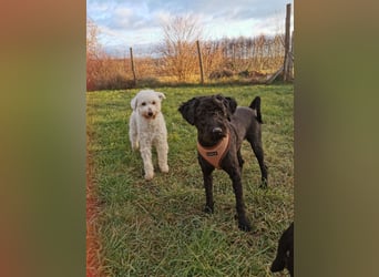 Mimi und Matyi suchen gemeinsam ein neues Zuhause
