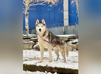 LIBRON- sucht aktive Familie