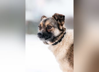 Zärtliche Luna sucht ihre Menschen