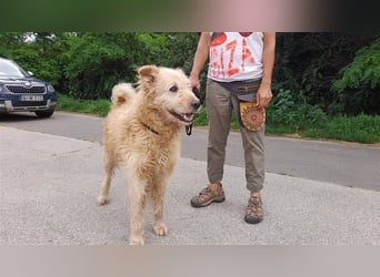 Messi, ein Hund mit viel Potential