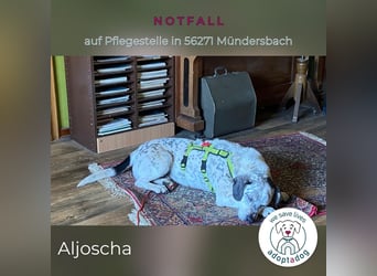 Aljoscha: beeindruckend und charismatisch (NOTFALL in D-56271)