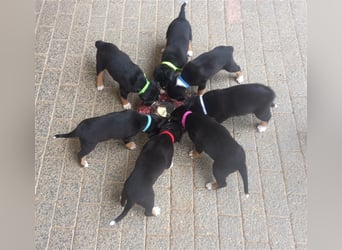 Entlebucher Sennenhund-Welpen "vom Zwergenstübchen" mit Ahnentafel
