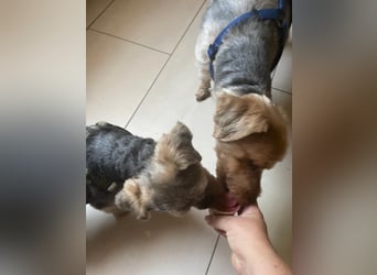 Maszola, Senior wurde einfach im Tierheim abgegeben